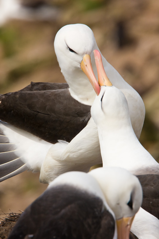 Black-Browed Albatrosses Performing Nuptial Greeting